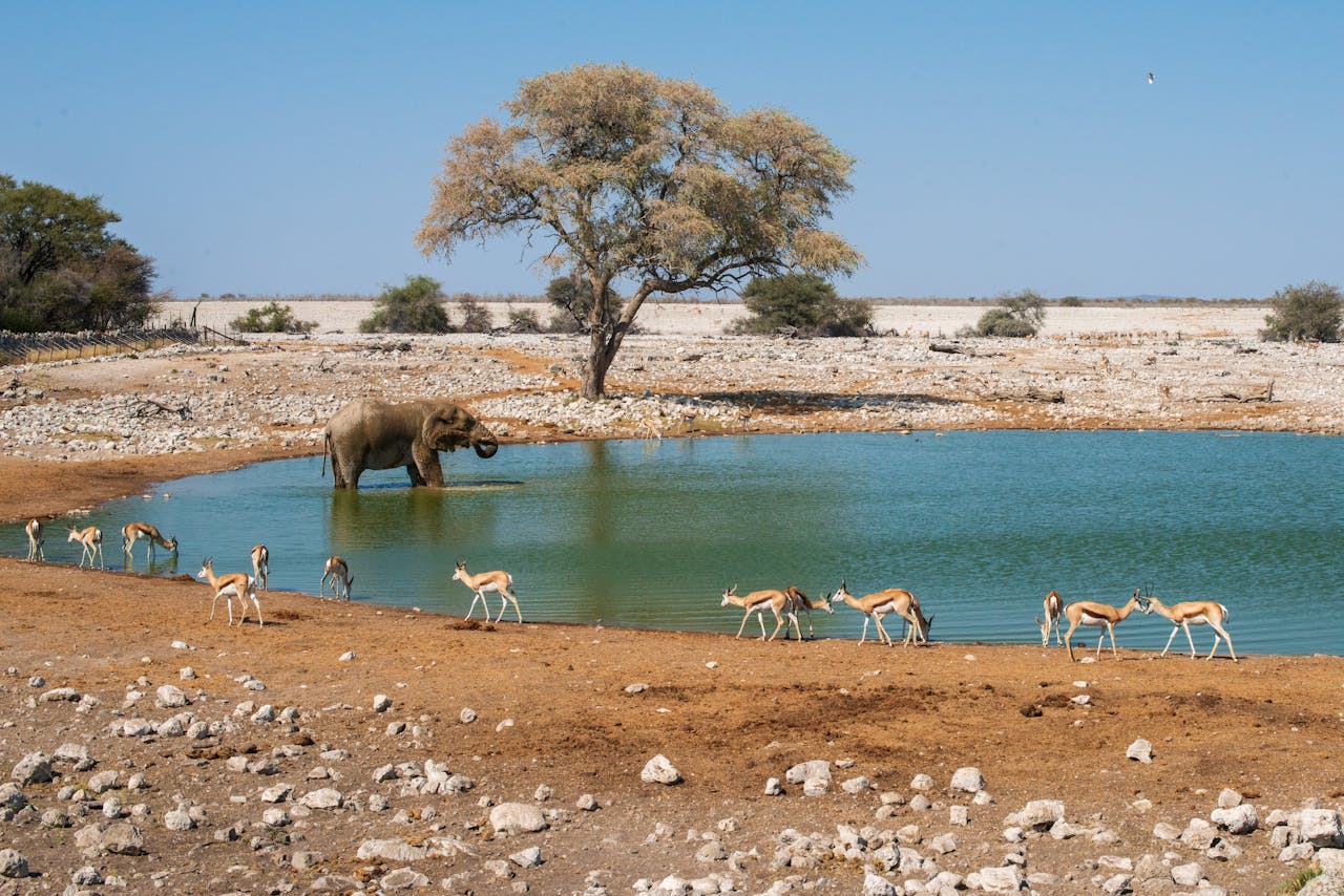 Etosha
