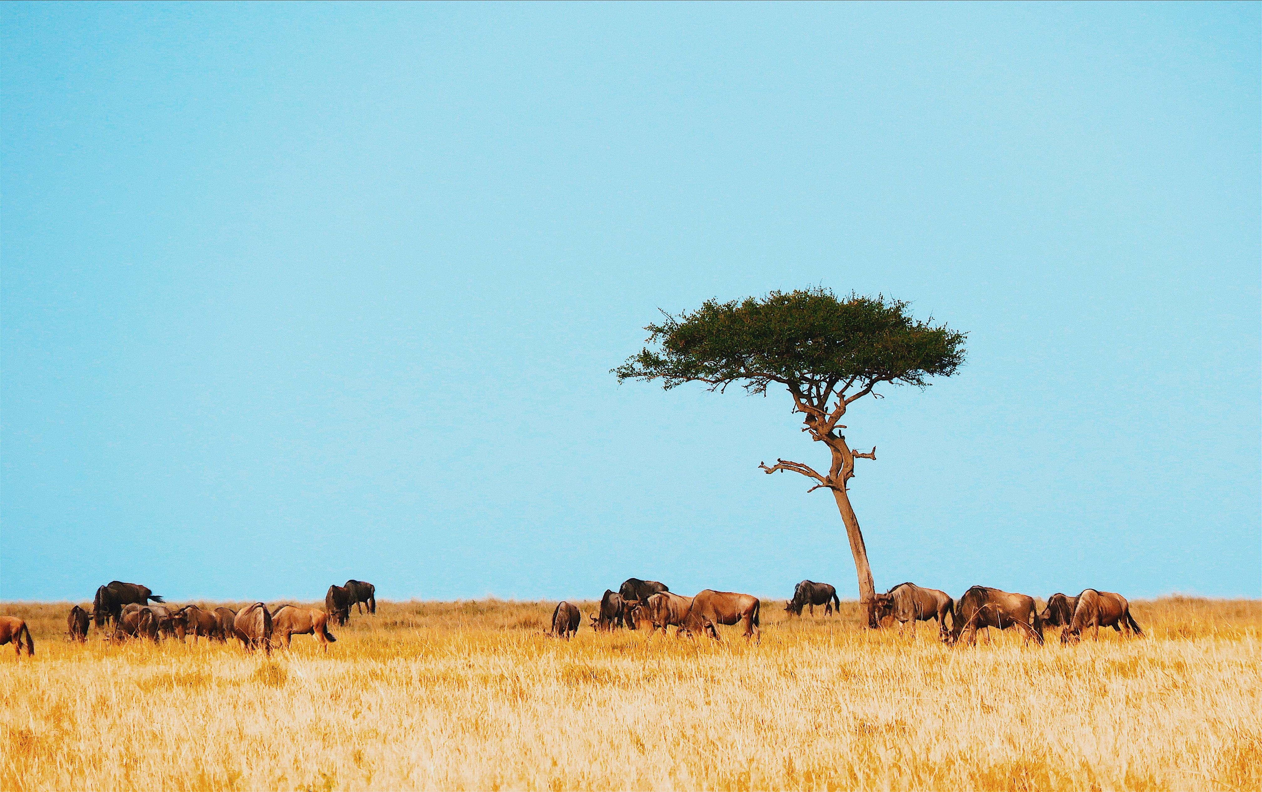 Kenya