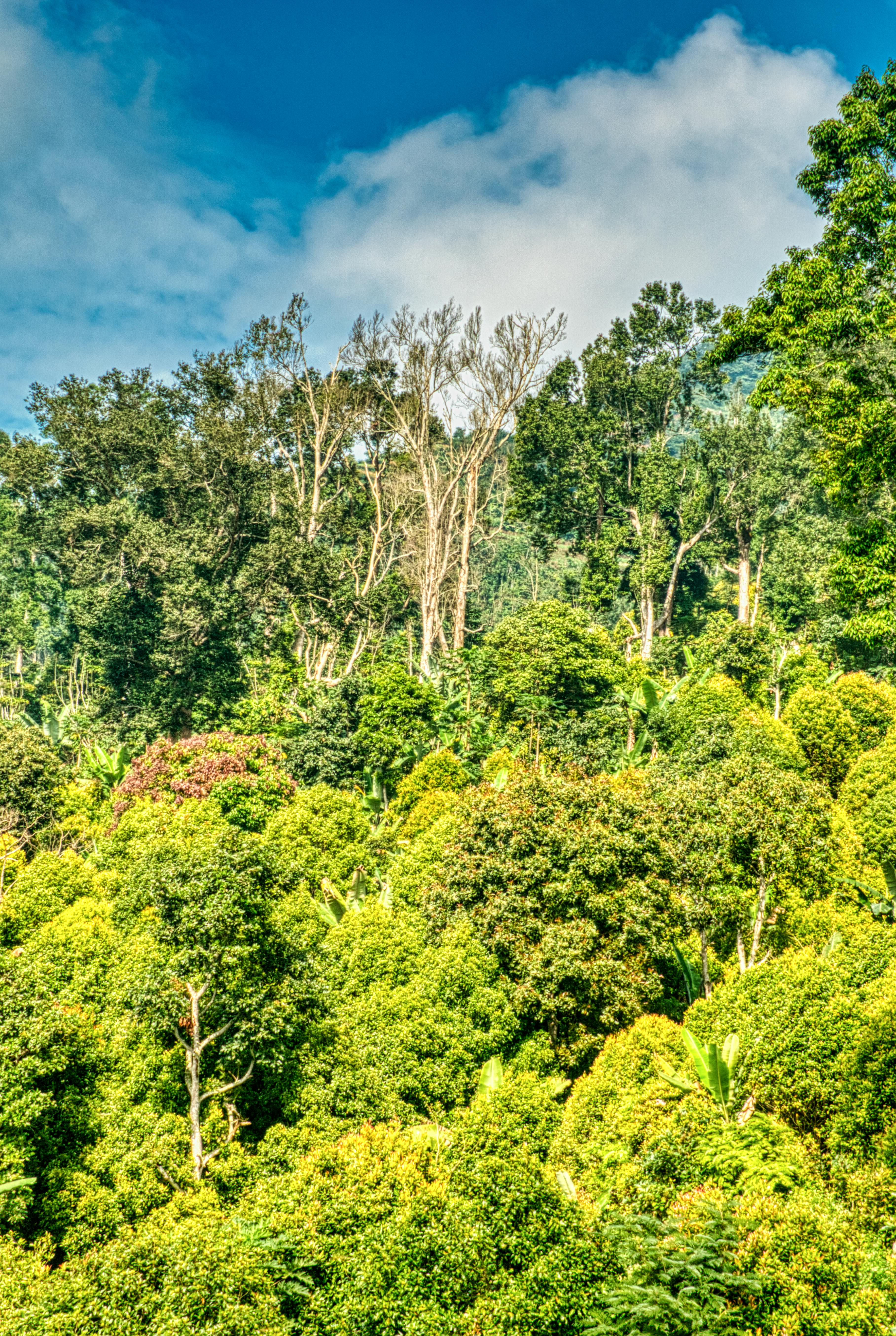 Rainforest