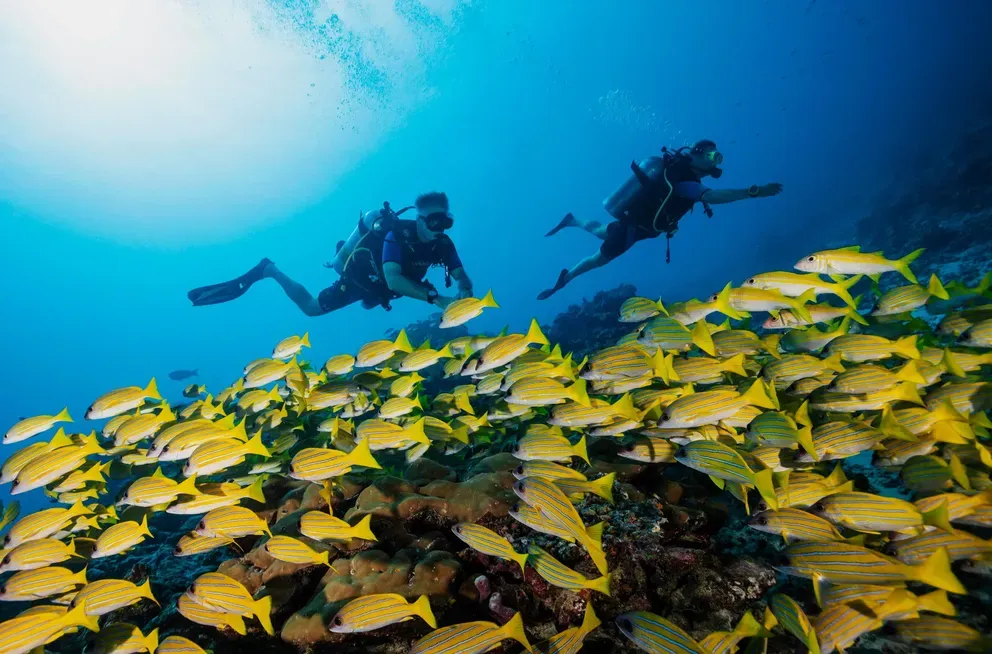 The Maldives' first Nat-Geo dive centre — the activity/scene in action. A PADI National Geographic dive centre, the first of its kind in the Maldives.