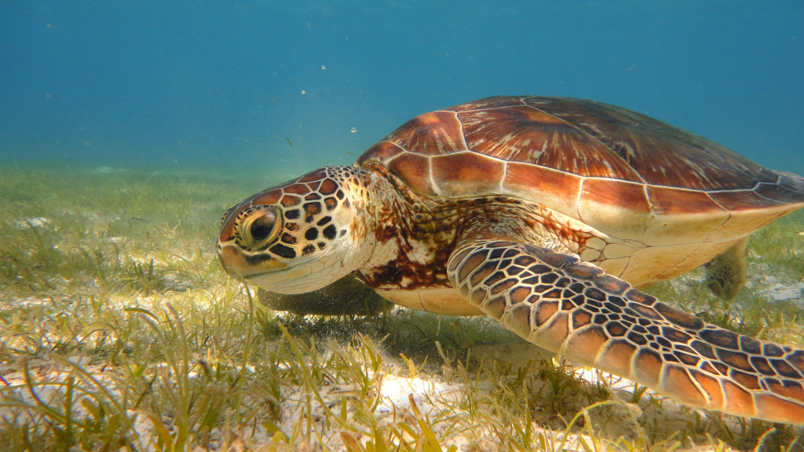 A famous turtle house reef — the activity/scene in action. Turtles on the house reef, right off the island.