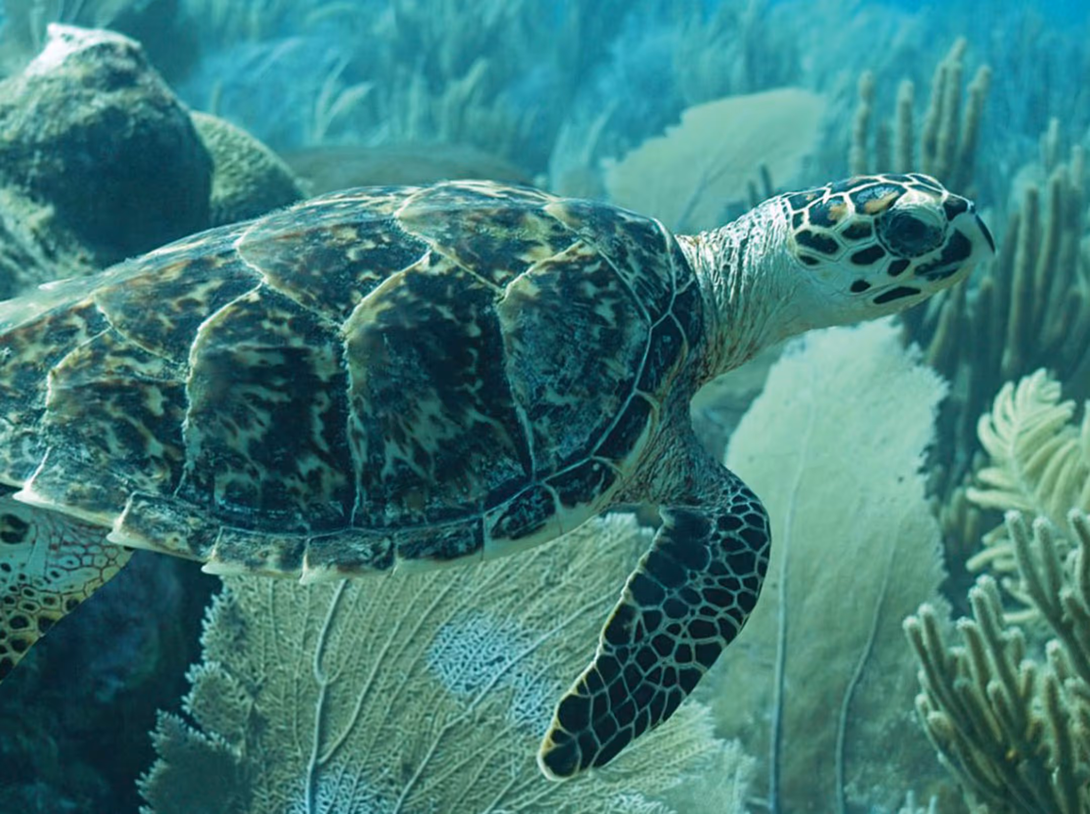 Turtle reserve: Hawksbill-turtle conservation.