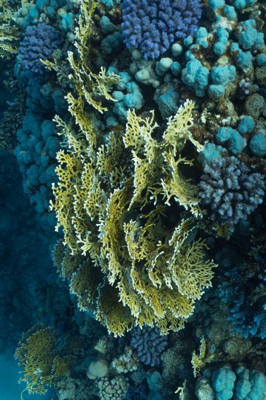 Coral-reef diving: World-class, untouched reefs.