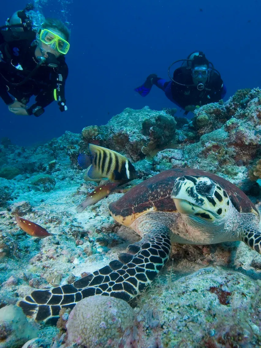 Fjord dhow cruises: Plus diving and snorkelling.