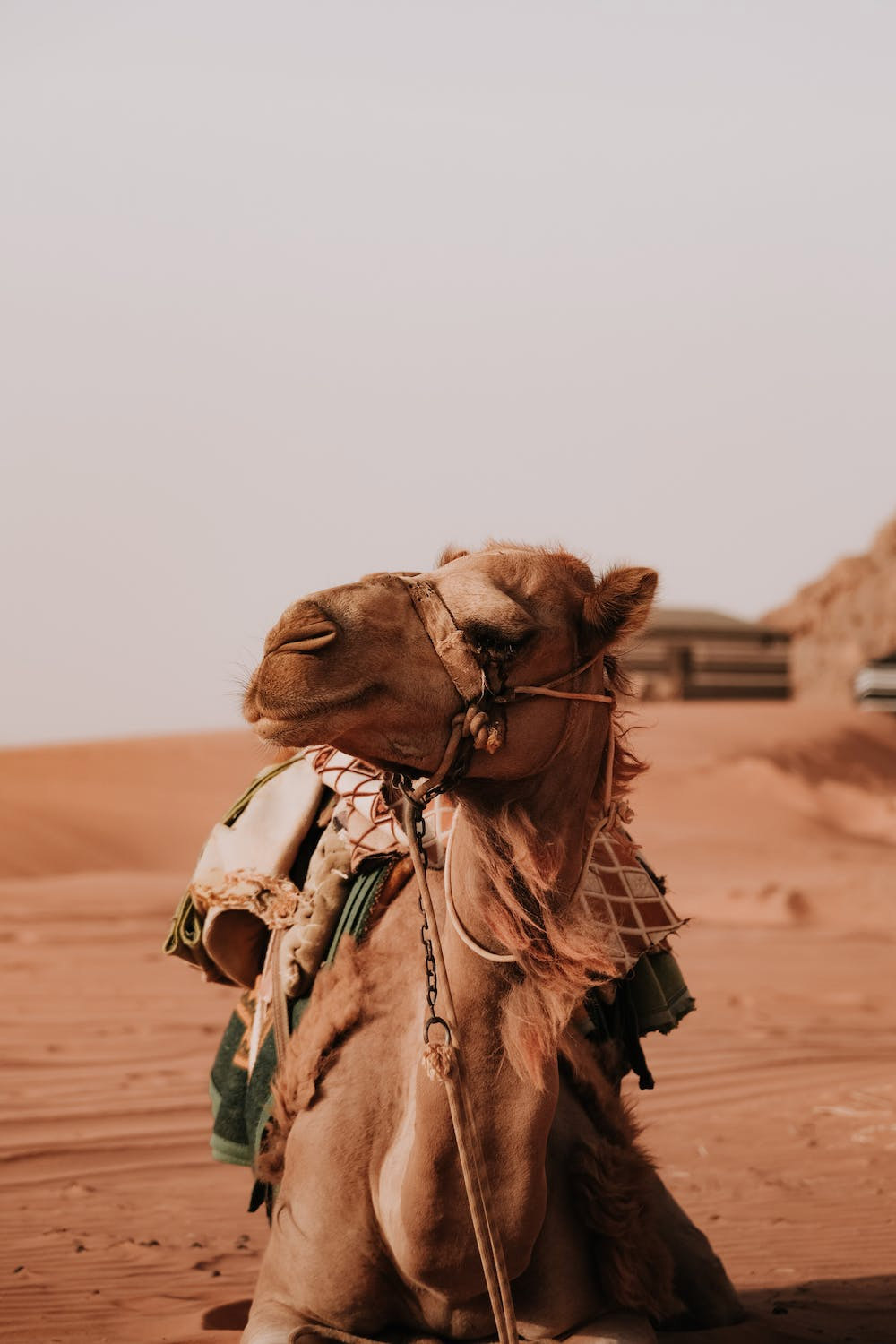Camel rides: Across the dunes.