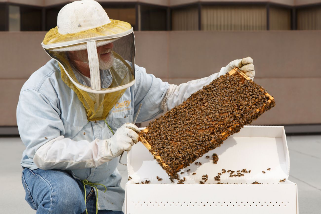 Local honey: Beehives and a sustainability story.
