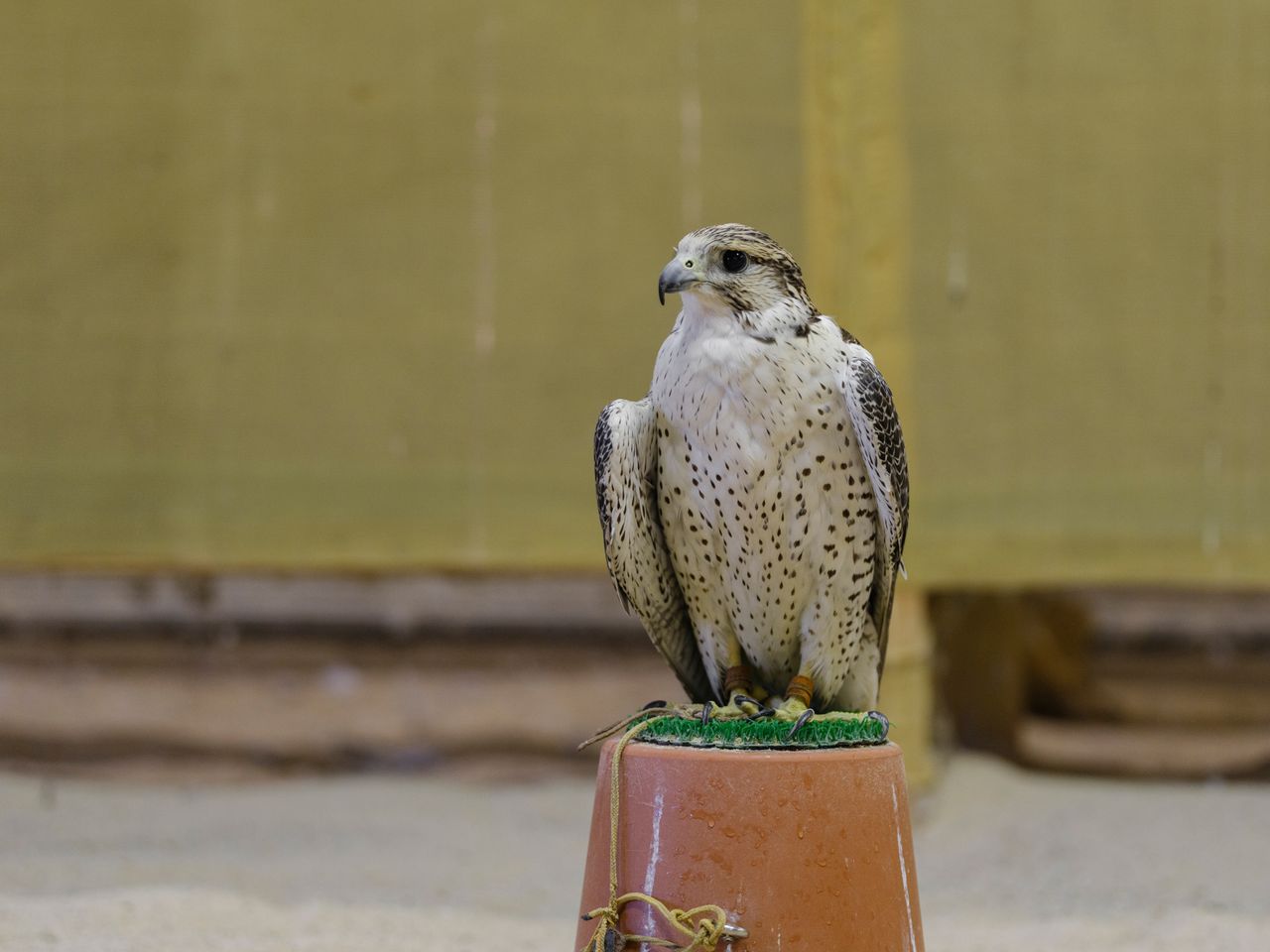 The falcon is the soul of Emirati culture