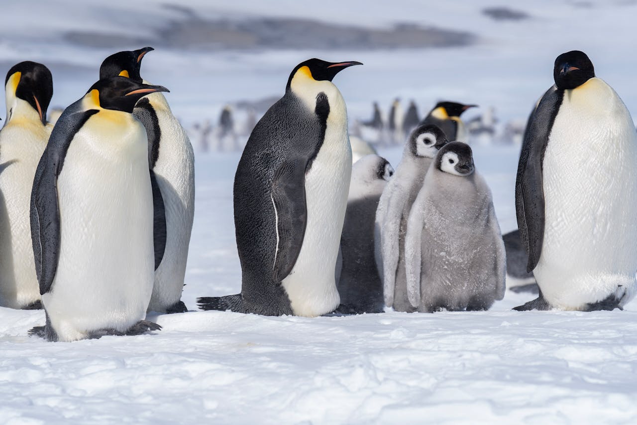 Vast, noisy colonies of gentoo, chinstrap and Adélie penguins