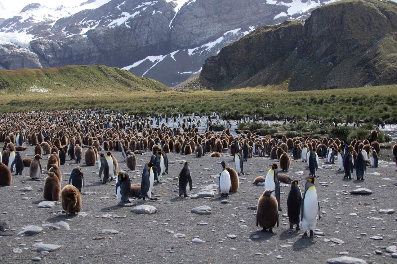On longer voyages, the wildlife spectacle of South Georgia