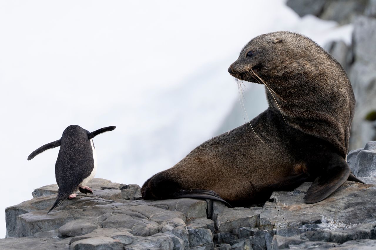 Humpback, minke and orca whales feeding in the rich southern waters, and Weddell, crabeater and leopard seals hauled out on…