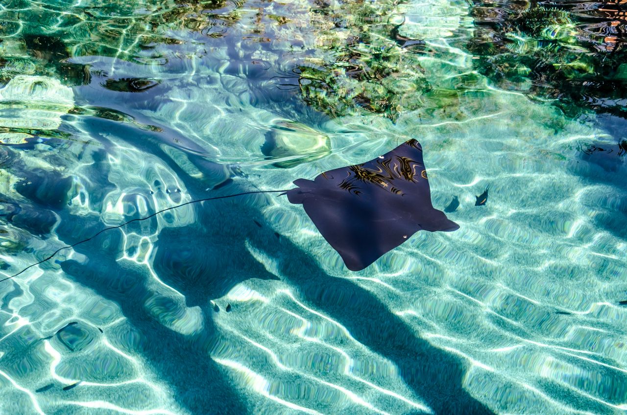 Wade and snorkel on a shallow sandbar offshore where southern stingrays glide around you, gentle and curious
