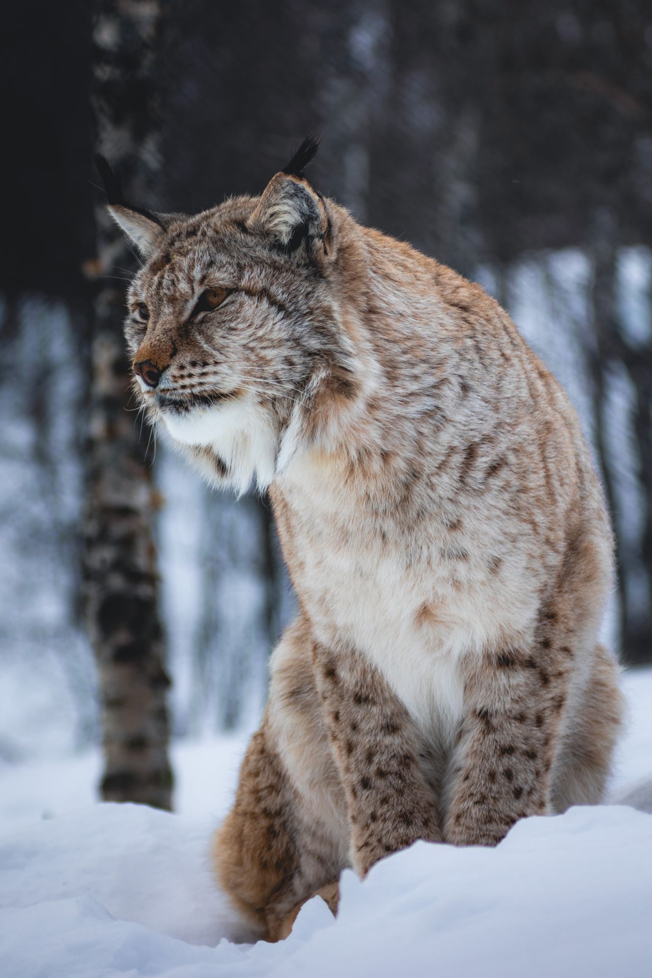 Walrus, beluga and narwhal, musk oxen, Arctic foxes and vast seabird colonies