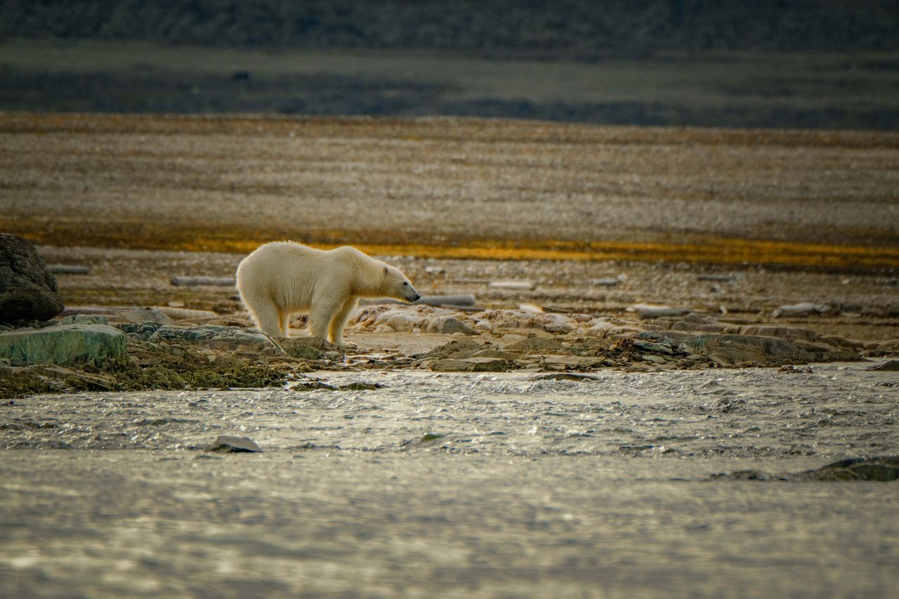 The Arctic's great icon