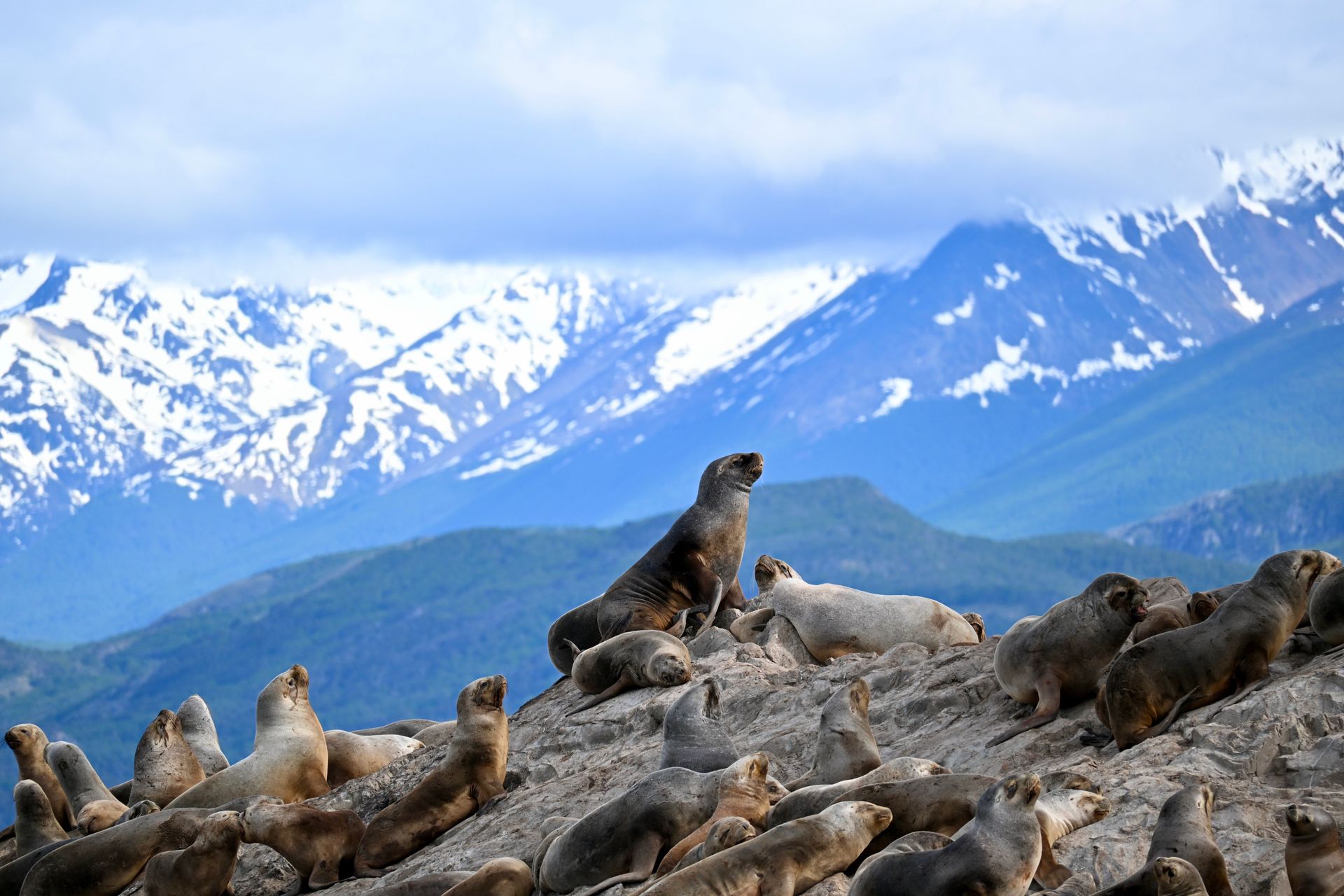 The Valdes Peninsula's whales, penguins, sea lions and elephant seals