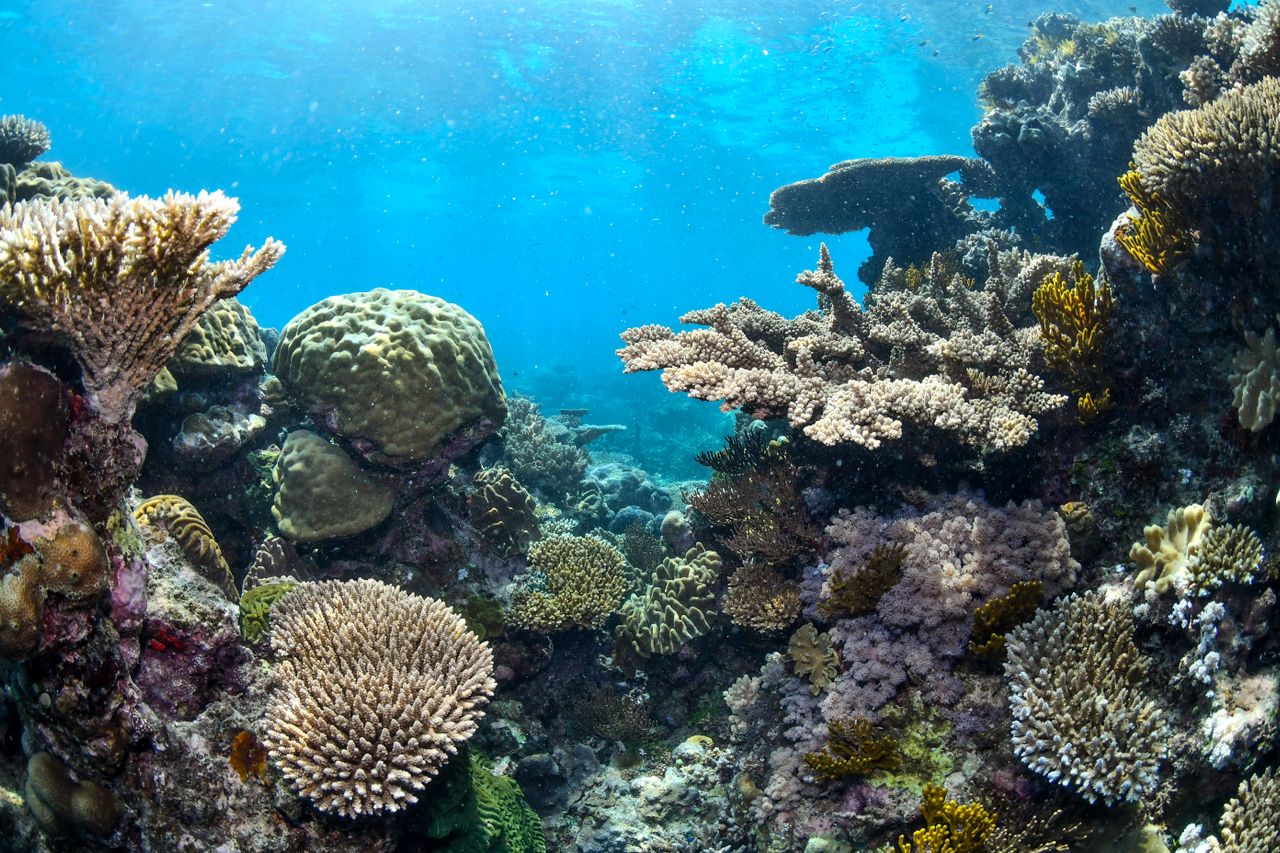 The largest living structure on earth, off the tropical north