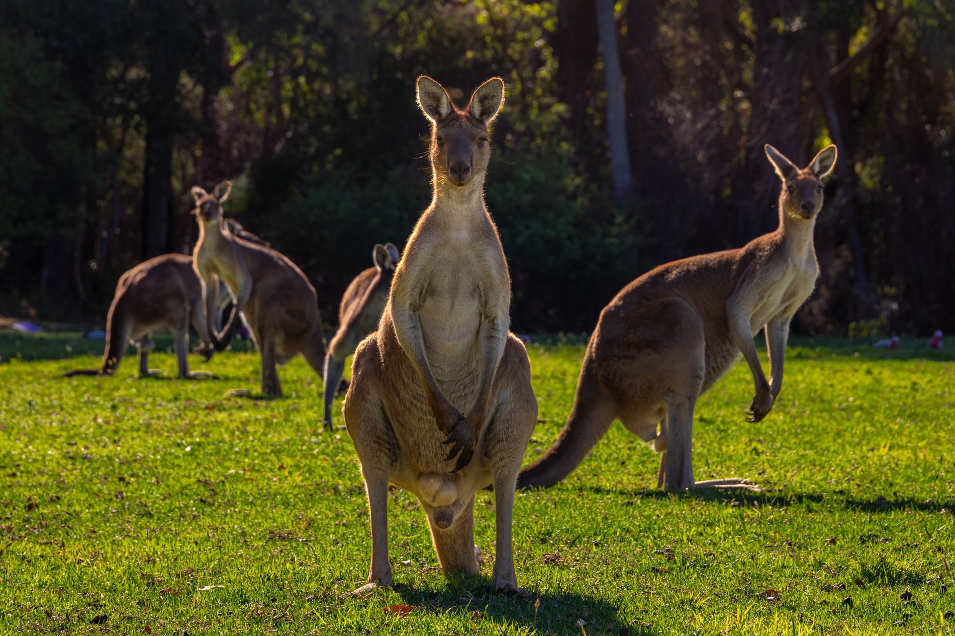Kangaroos, koalas and quokkas, the penguins of Phillip Island and the beaches of Kangaroo Island and the Whitsundays