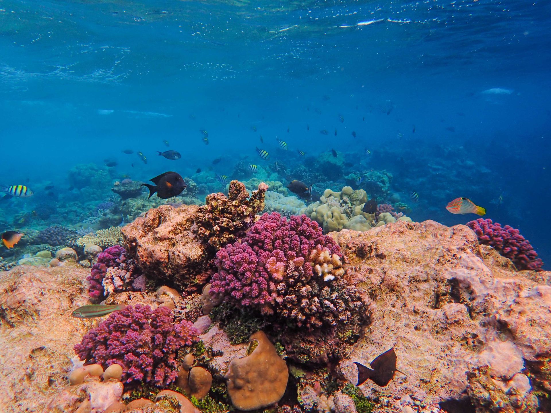 The Bahamas sits on some of the world's clearest water and richest reef