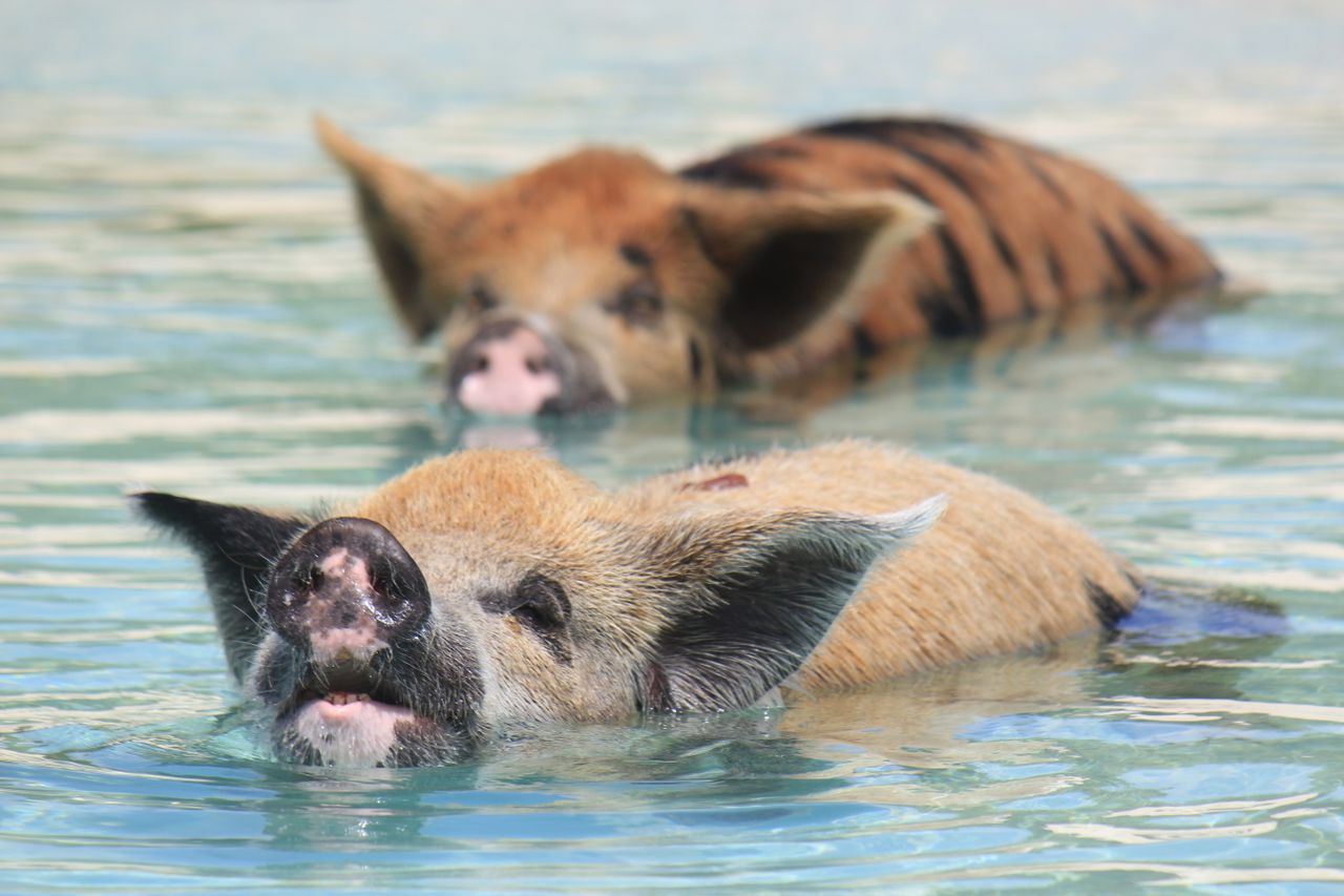 Boat out to a tiny uninhabited cay in the Exumas where wild pigs swim out to greet you