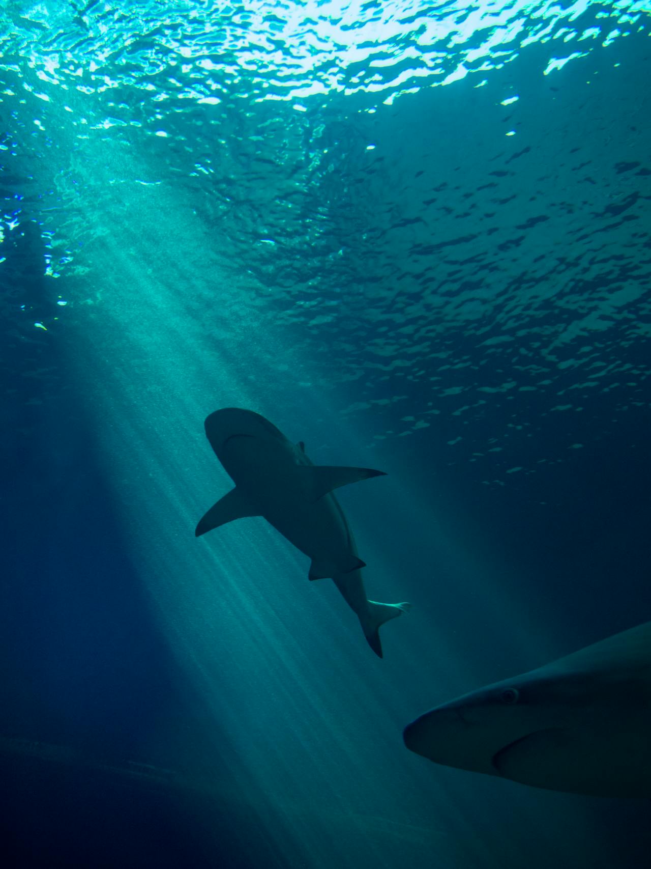 Exuma's sandbars and the islands' marine parks offer close, safe encounters with rays and reef sharks in glass-clear shallows