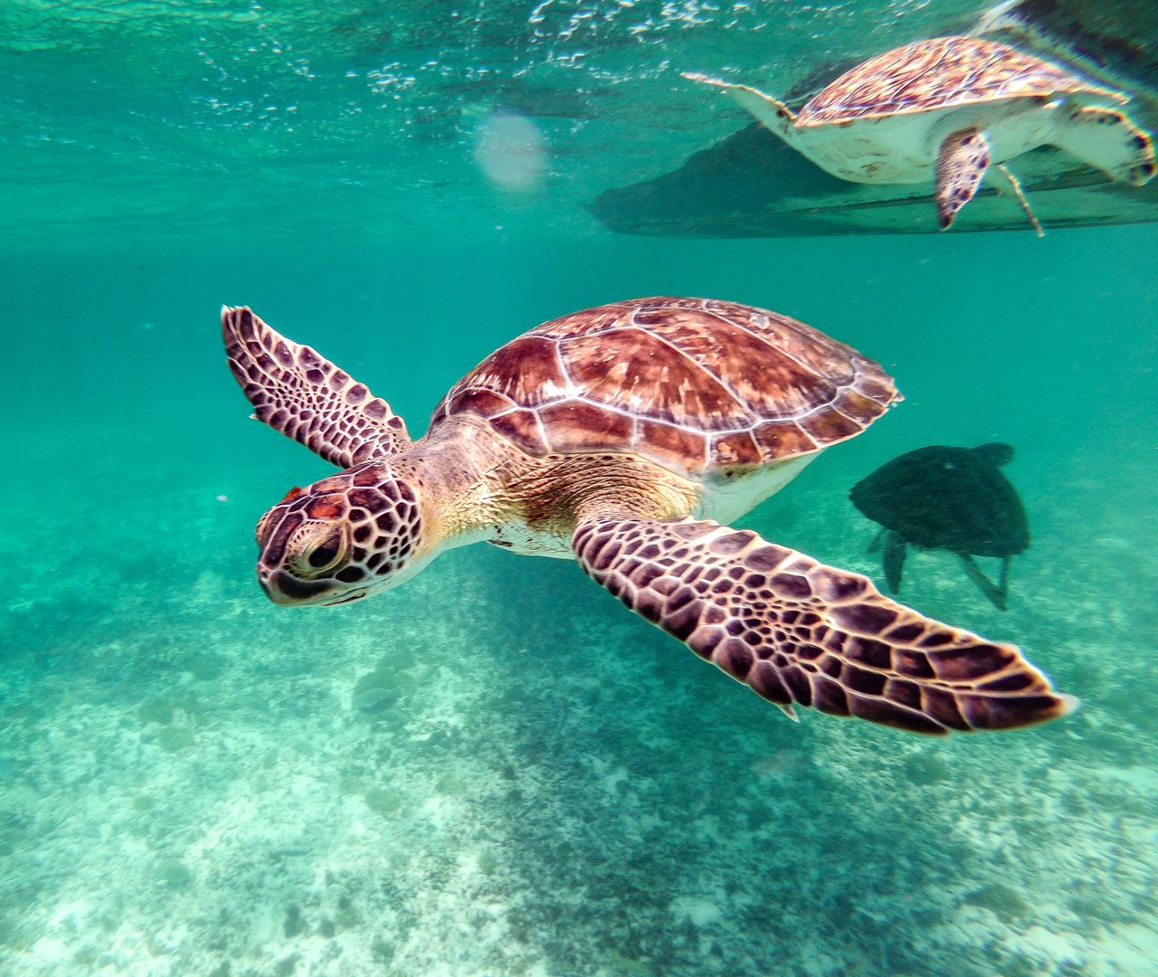 Off the west coast, hawksbill and green turtles glide through warm shallow water