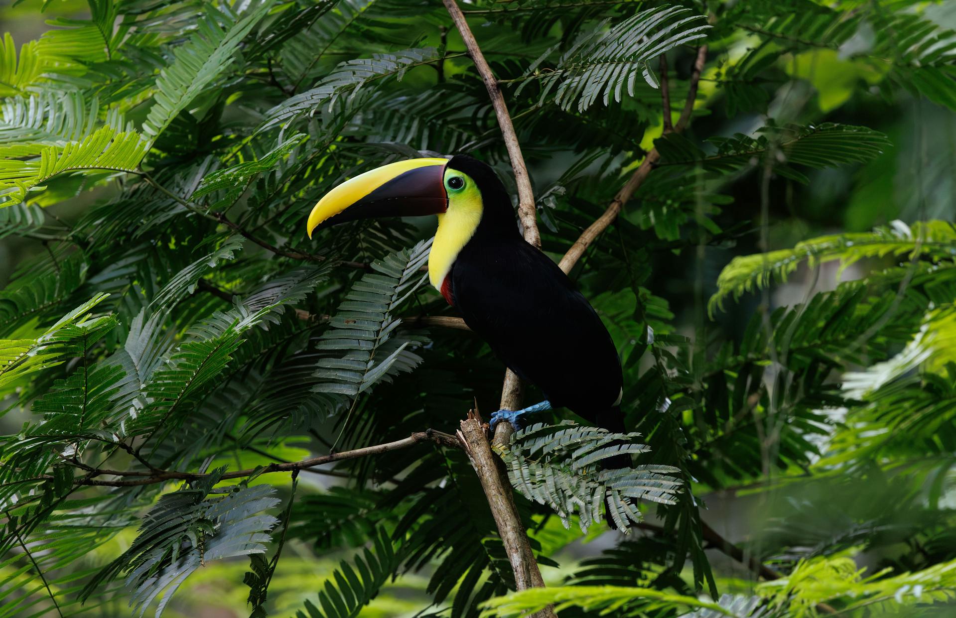 Howler monkeys, toucans, jaguars (in reserves) and manatees