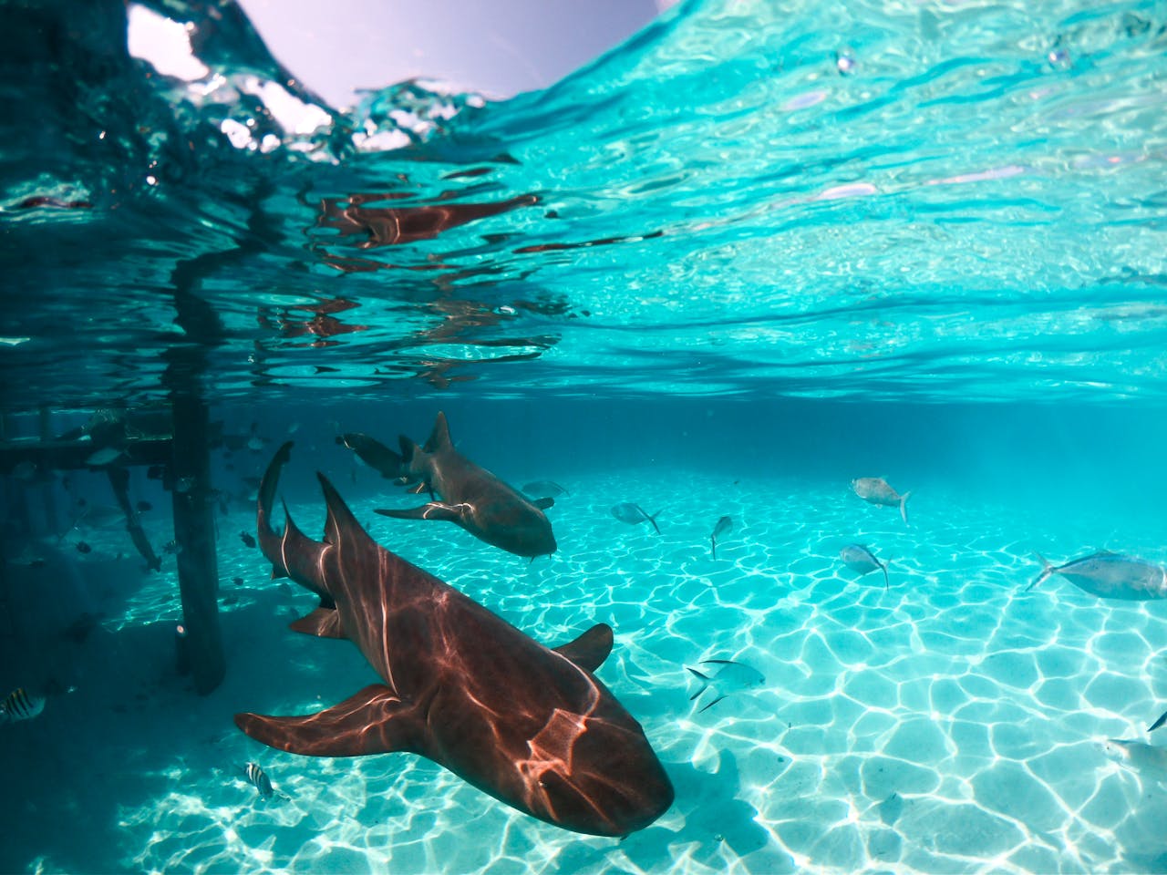 A lagoon tour by boat to snorkel with rays and reef sharks, drift over coral gardens and picnic on a…