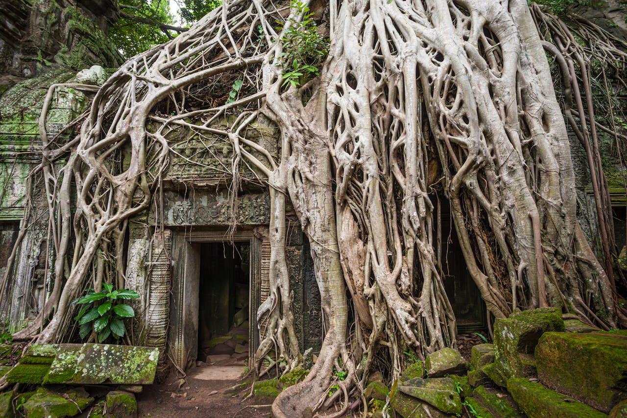 The tree-strangled ruins of Ta Prohm and the great stone faces of the Bayon