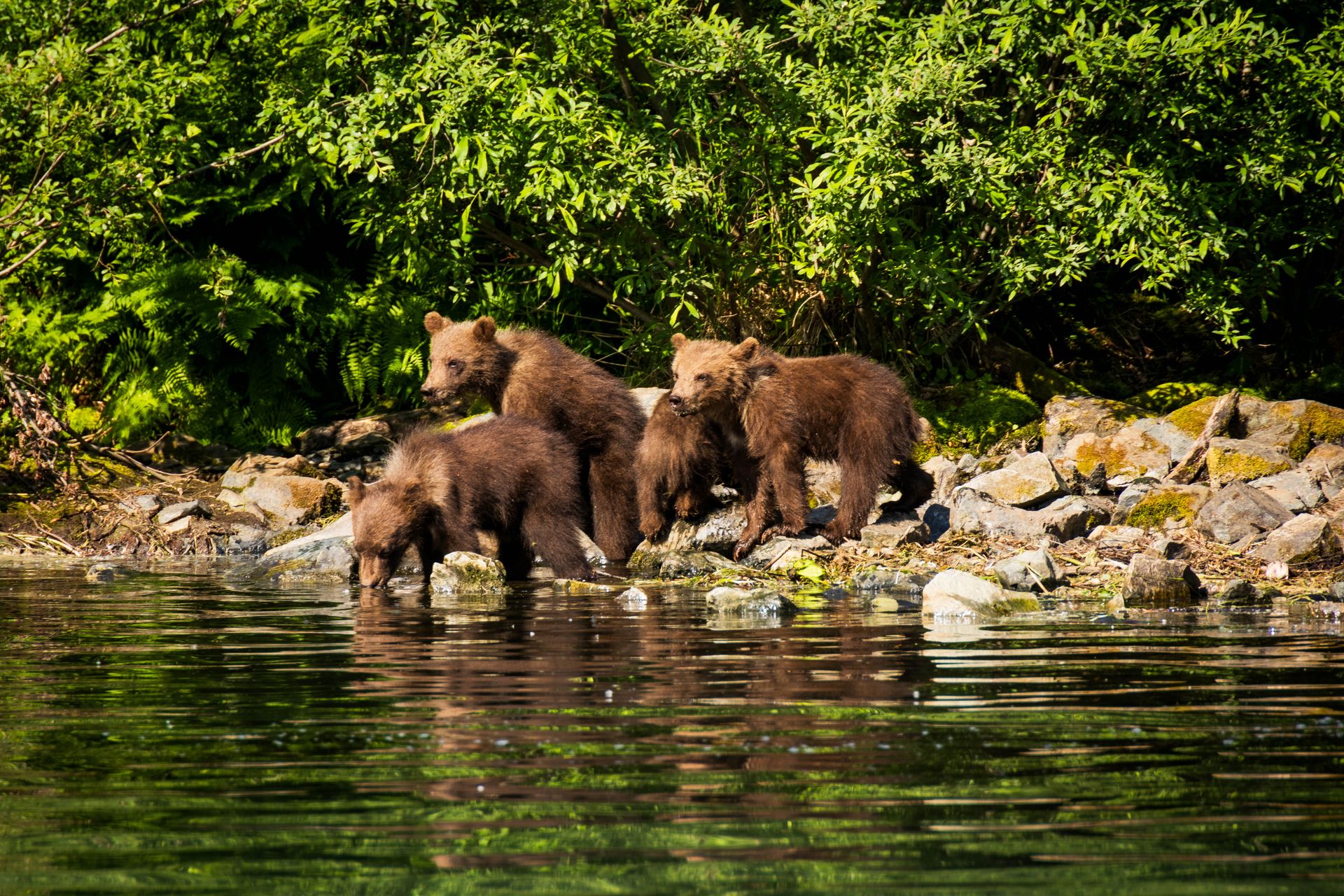Grizzly and black bears, whales and elk