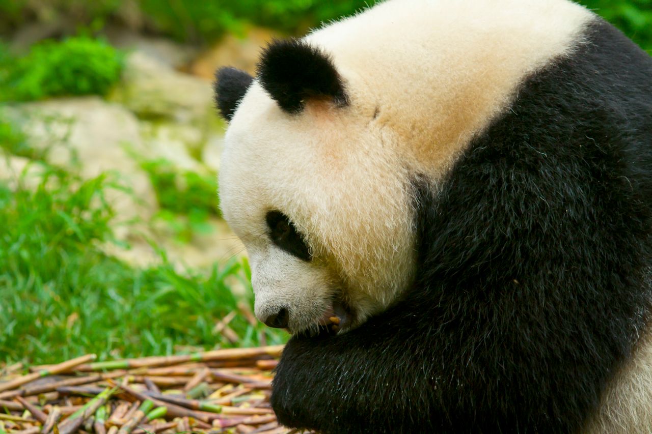 The giant panda research base, where you can watch these extraordinary animals up close