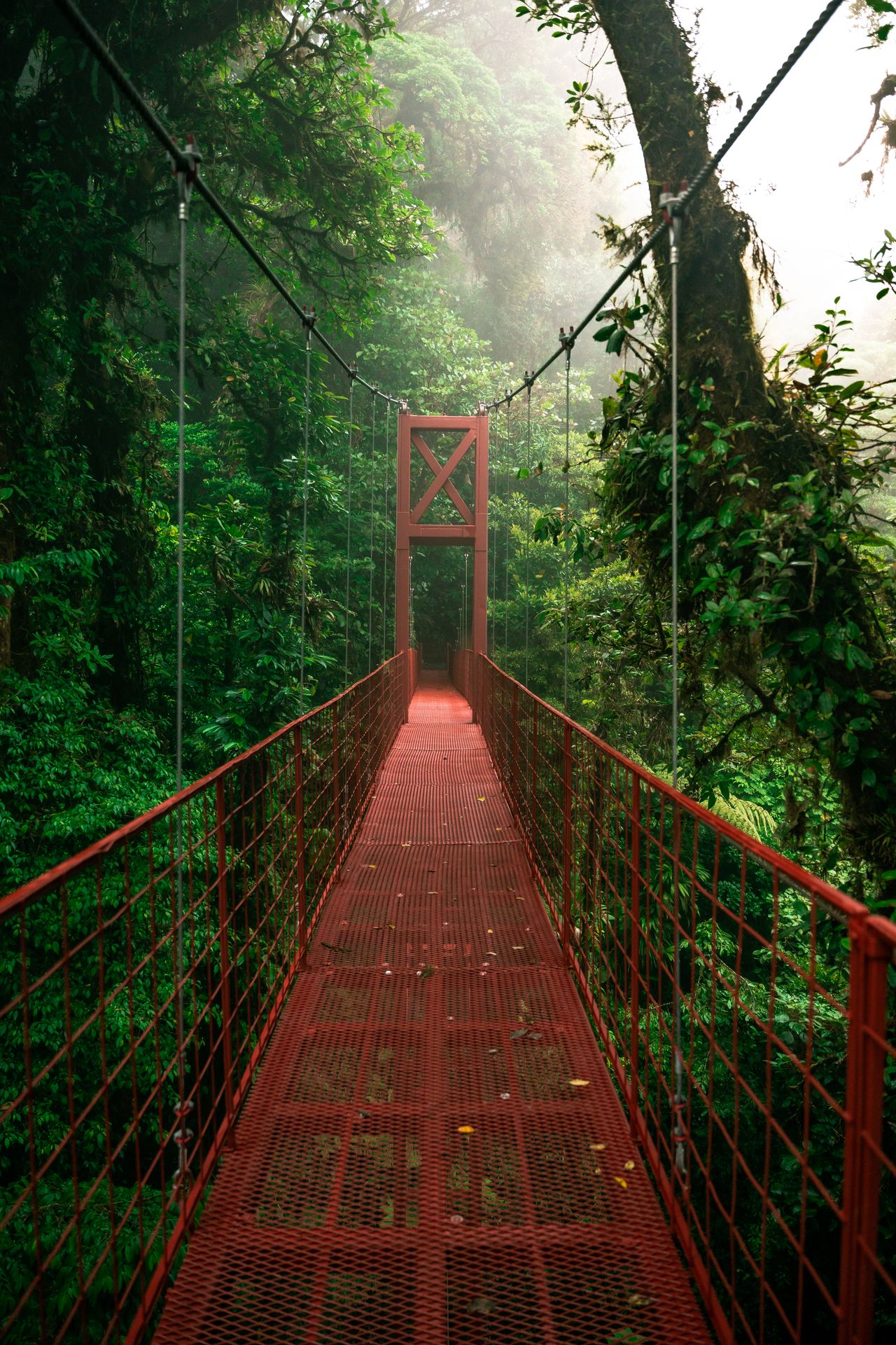 The misty, otherworldly cloud forest
