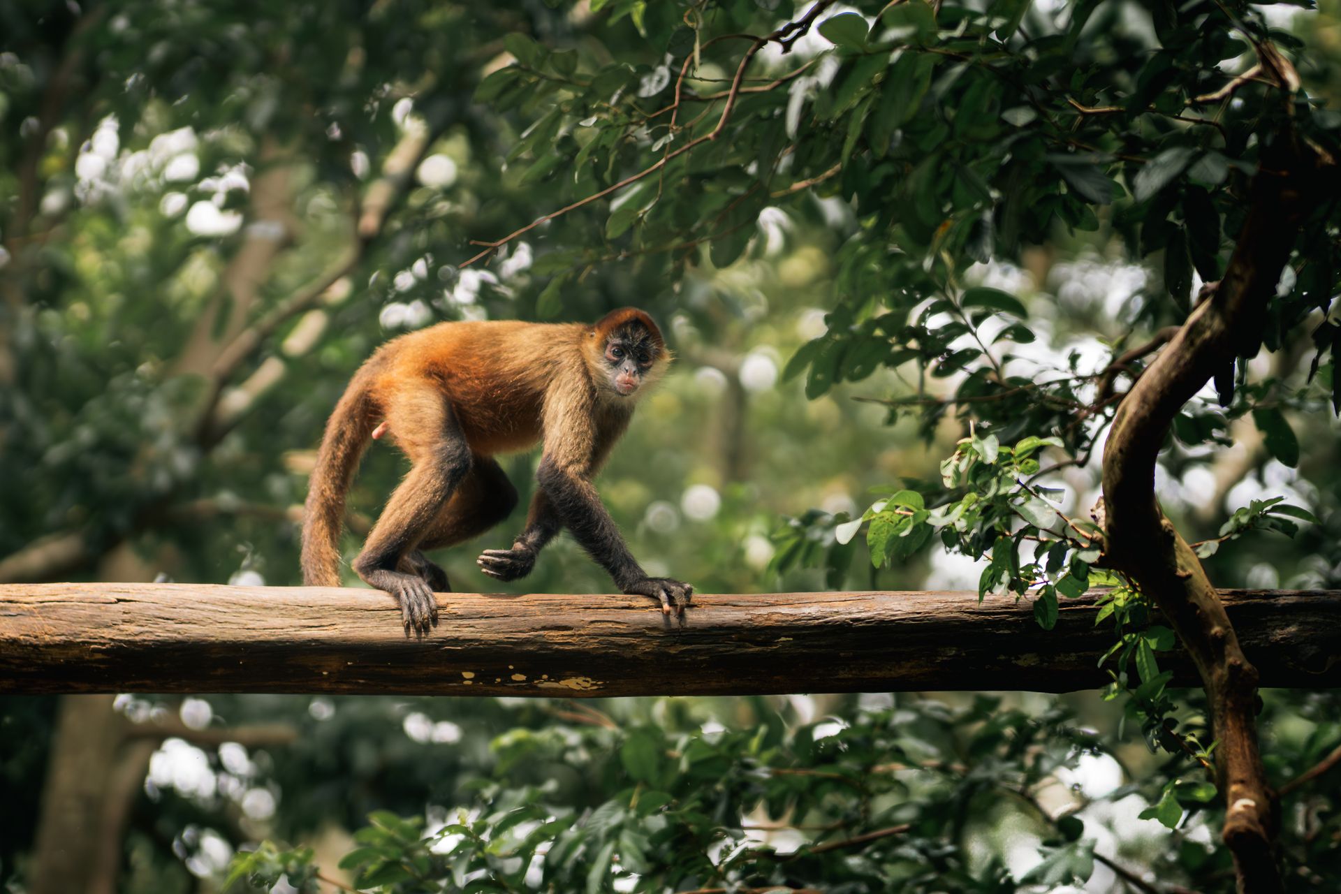 Sloths, toucans, monkeys and morpho butterflies