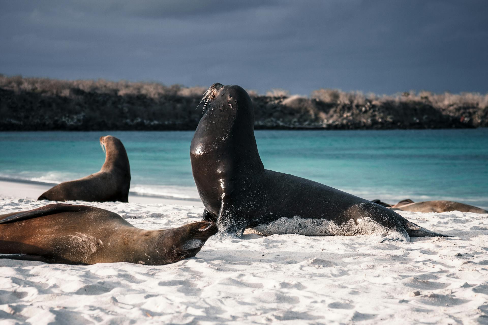 The islands where wildlife shows no fear