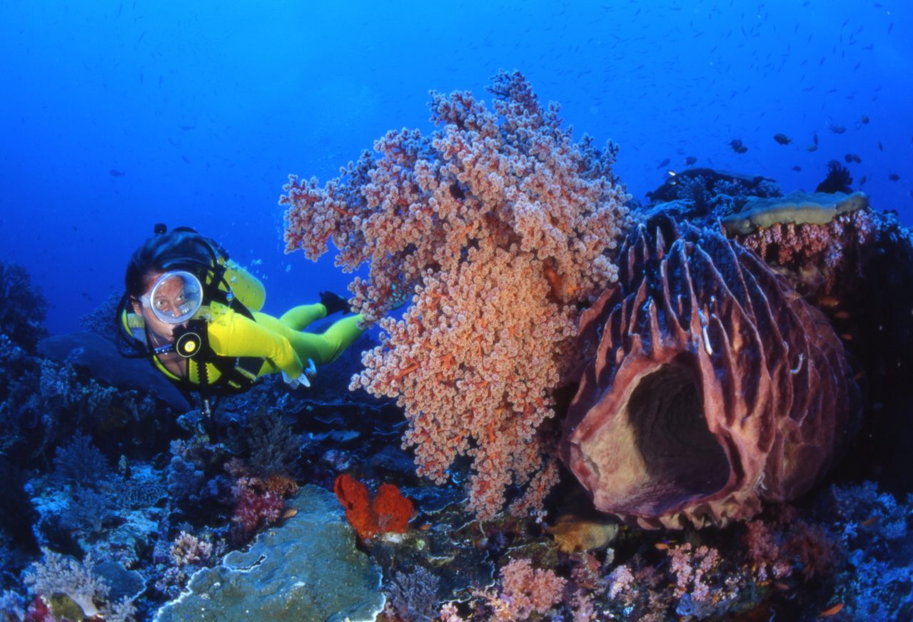 Fiji is the soft-coral capital of the world