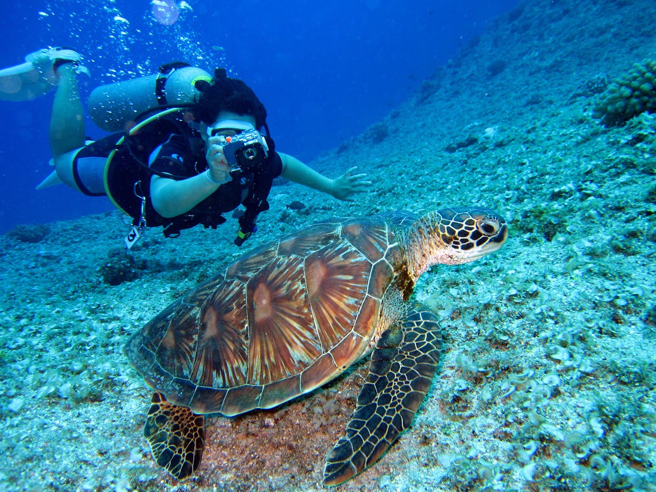 Swimming with sea lions, turtles, rays and penguins in clear water