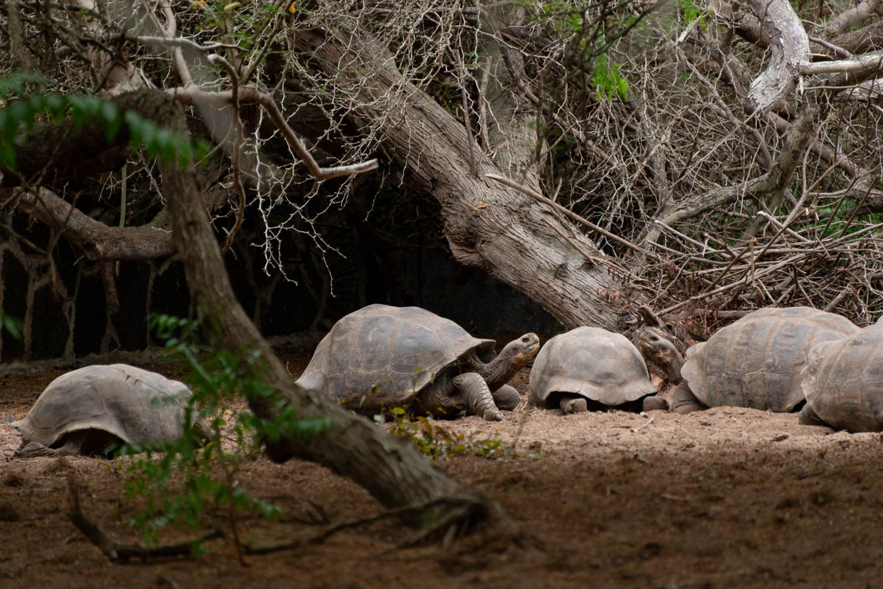 Giant tortoises, marine iguanas, blue-footed boobies, sea lions and frigatebirds