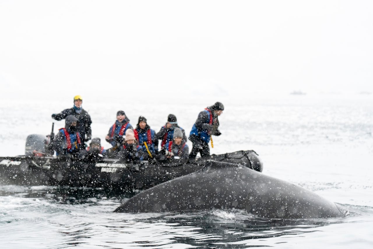 Humpback and fin whales among the icebergs, sea kayaking the calm fjords, and dog-sledding in winter