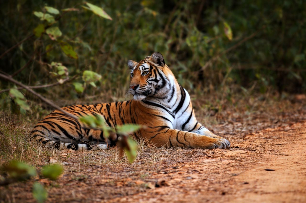 The national parks of Ranthambore and Bandhavgarh offer one of the world's great wildlife encounters