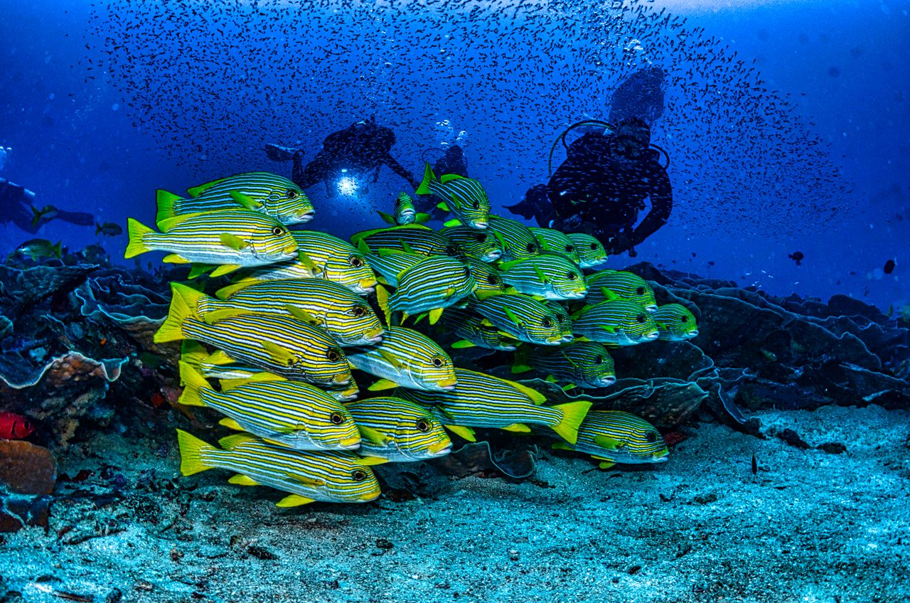 Remote West Papua holds the richest marine biodiversity on the planet