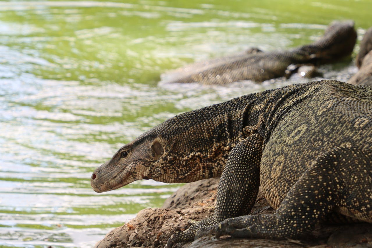 A guided trek to see the world's largest lizards in the wild on Komodo and Rinca, combined with the pink-sand…