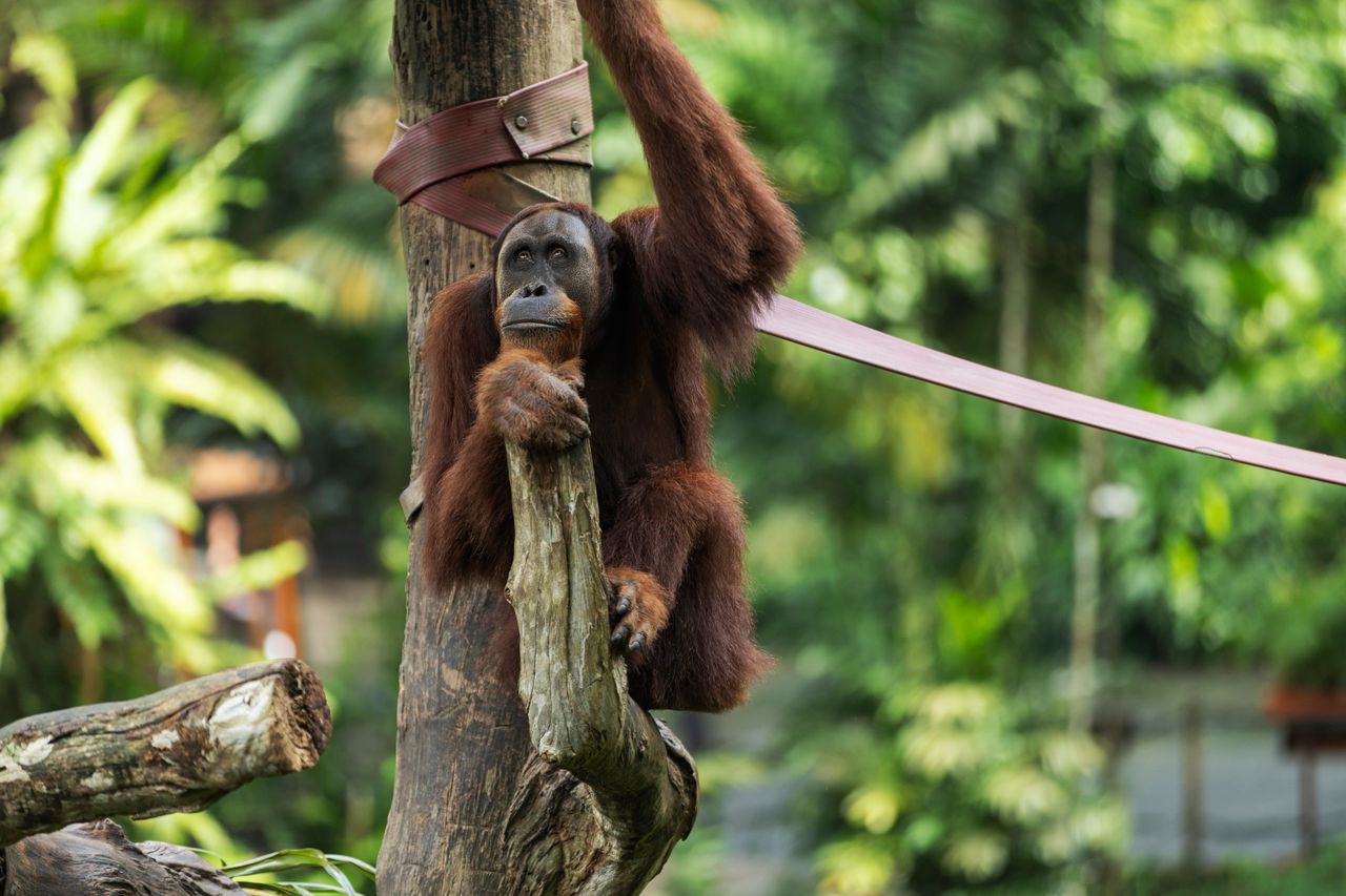 Orang-utans in the jungles of Sumatra and Kalimantan, and some of Asia's last truly wild rainforest
