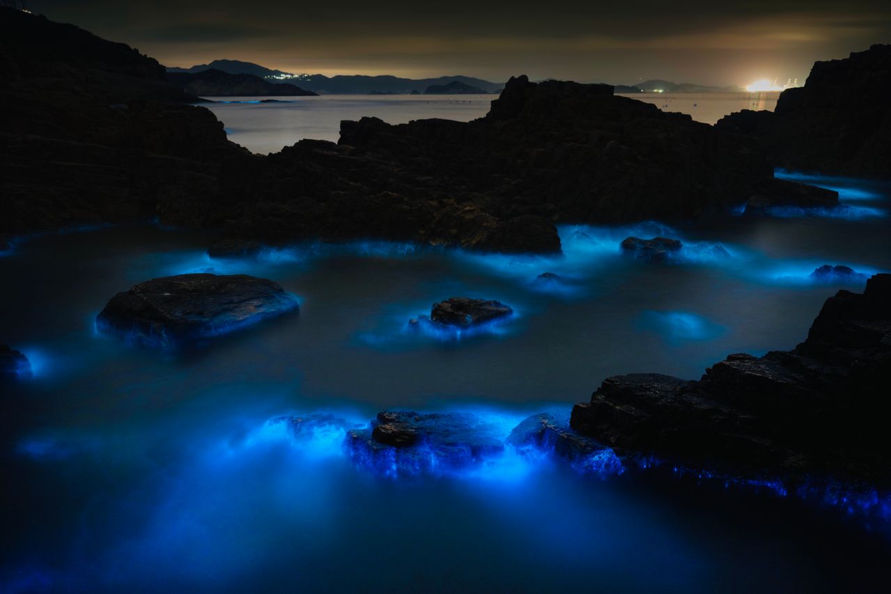 After dark near Falmouth, the water lights up electric blue around every movement