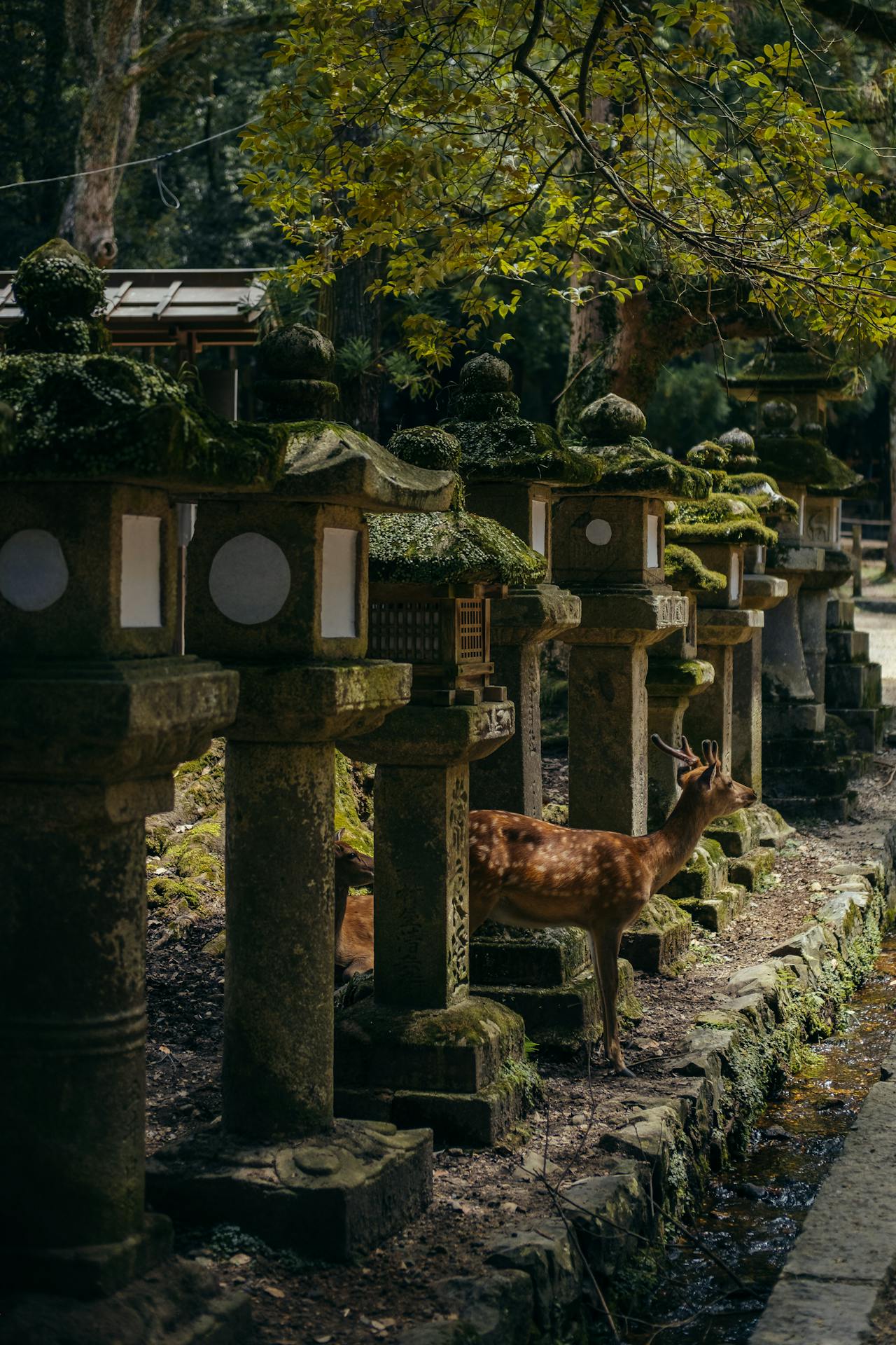 The shrines of Nara, the floating gate at Miyajima, the peace memorial at Hiroshima, the snow monkeys of Nagano