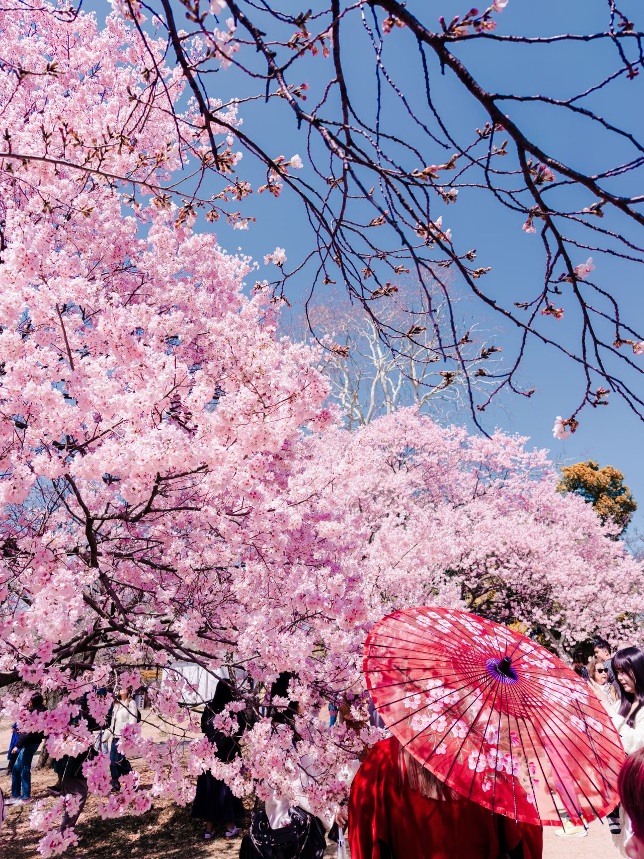 Japan's two great seasons