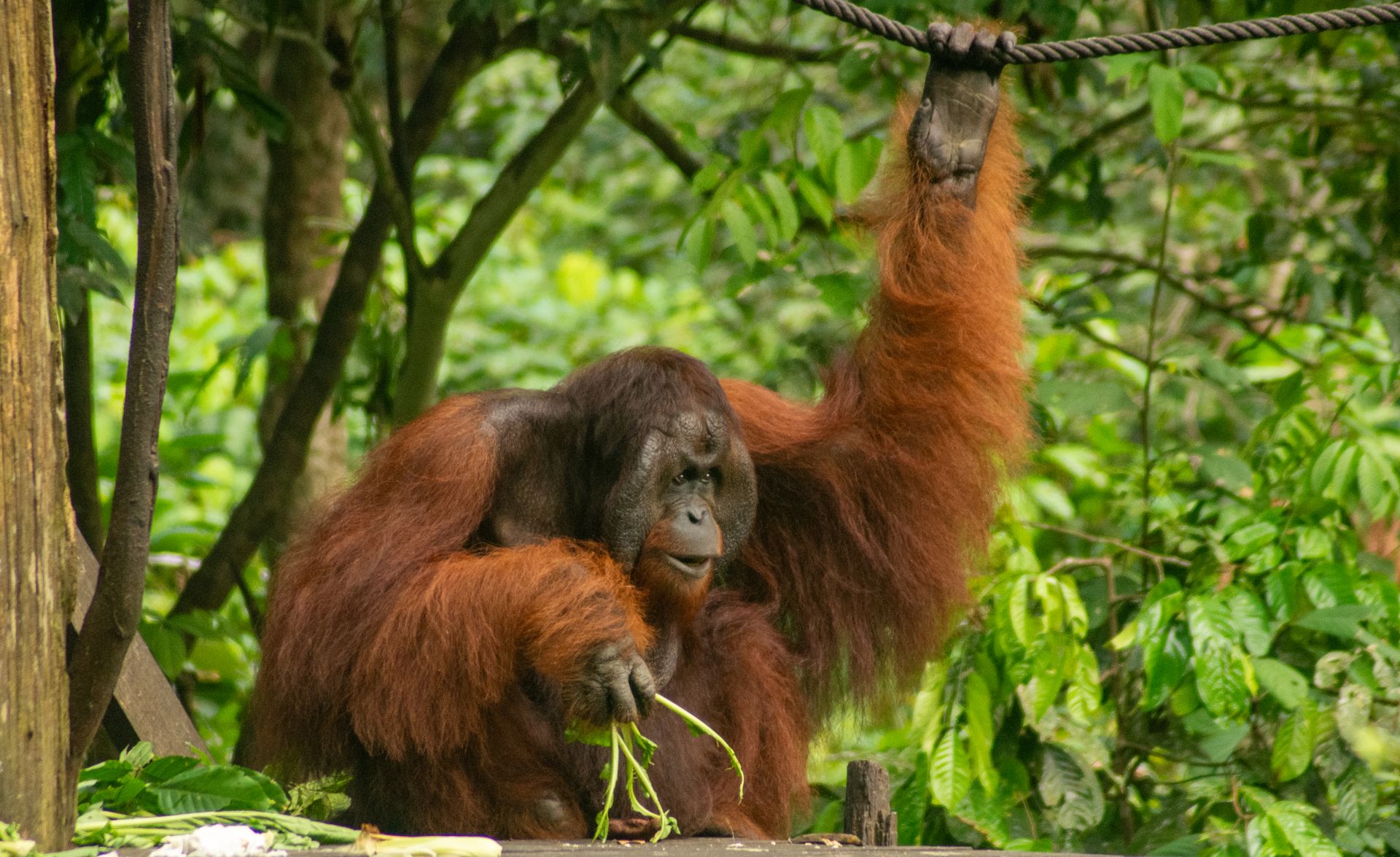 Across the sea to Sabah and Sarawak for rainforest rivers, orang-utan sanctuaries and one of the world's great wildlife encounters…