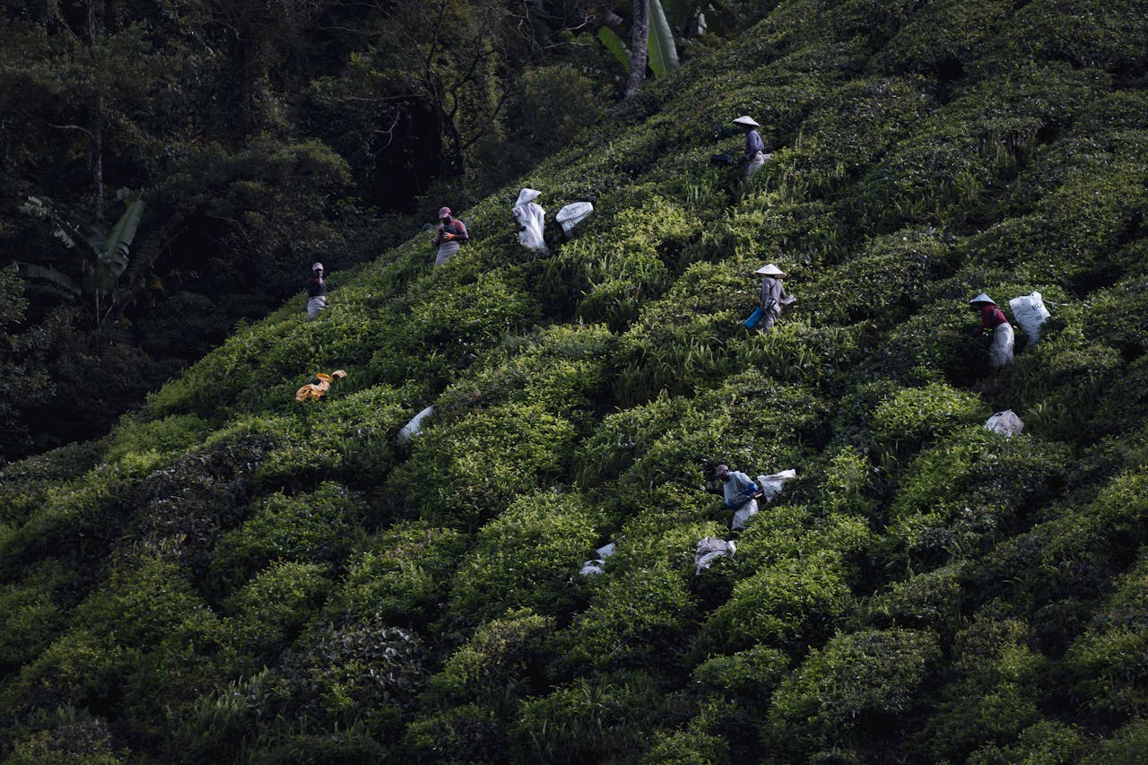 Cool, green tea plantations and mossy forest in the hills above the heat