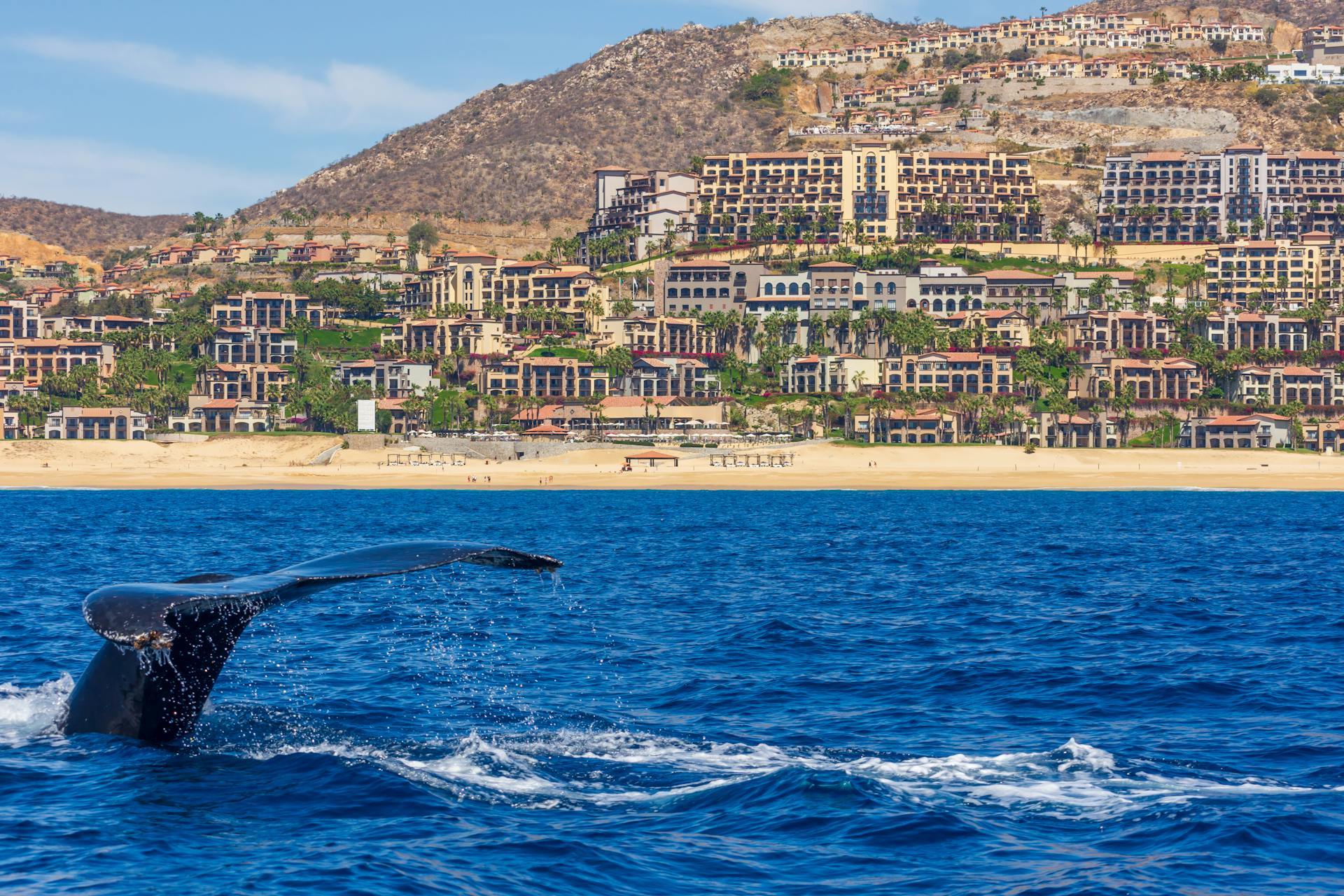 Whale watching in Baja California, swimming with whale sharks and the resorts of Los Cabos