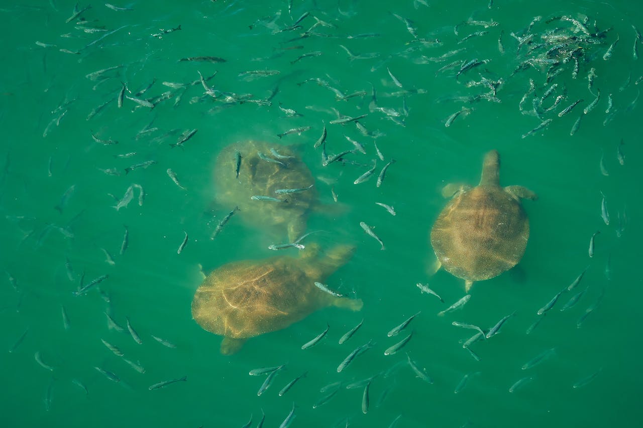 On the east coast, green turtles haul up to nest on the beaches at night