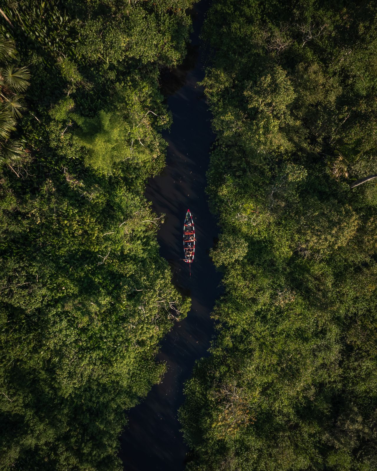 The rainforest of the Tambopata or Manu