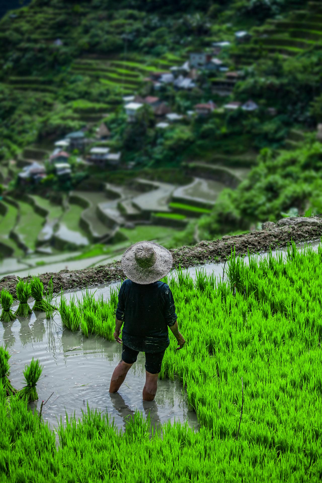 The ancient hand-carved terraces of Banaue in the northern highlands