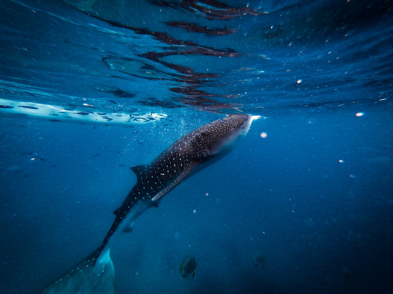 Swimming alongside gentle whale sharks, drifting over coral gardens and meeting the famous tiny tarsiers of Bohol